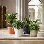 Image Slider